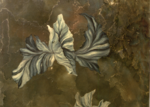 /images/gallery-min/nat-10.png